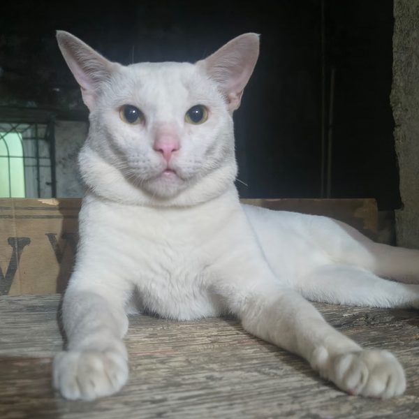 Pandu — the house cat, white with soft fur and curious eyes